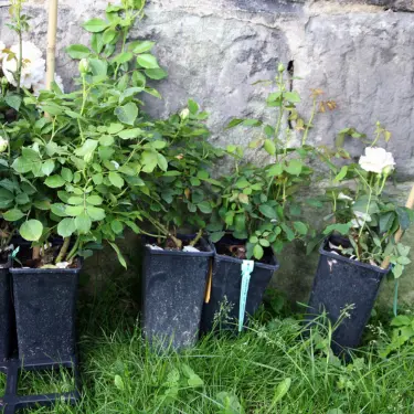 Alt du skal vide, når du køber roser